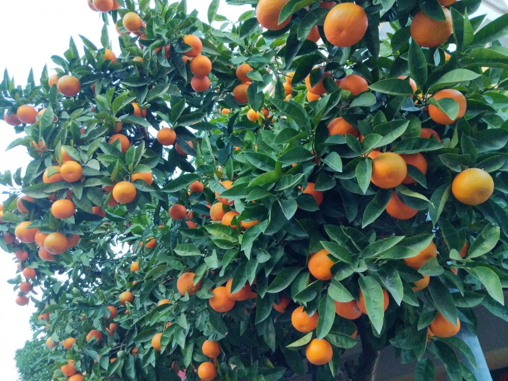 Organic Isn’t Just For Groceries Anymore
