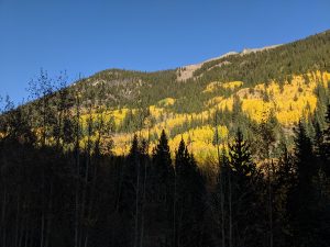 a mountain with evergreen trees and gold aspen trees